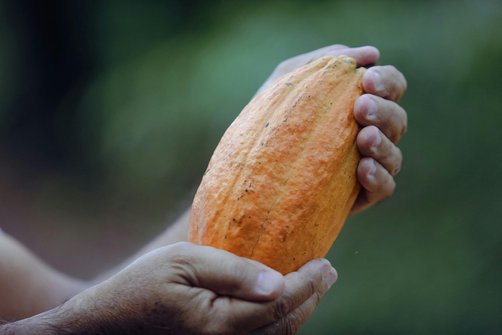Detailed close-up of a farmer holding a ripe cocoa pod in Paragominas, Brazil.