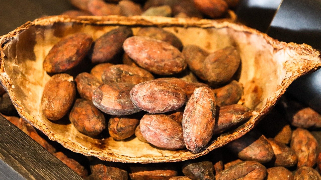 cacao, cocoa, chocolate, food, cacao bean, bean, chamomilla chamomilla automatic, can 可树, kakao, cacau, cacao, cacao, cacao, cacao, cacao, cocoa